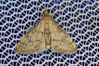 Metasia cuencalis bourgognei