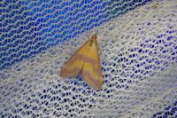 Pyrausta sanguinalis