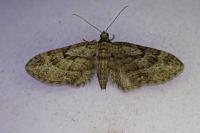 Eupithecia pusillata