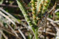 Utetheisa pulchella