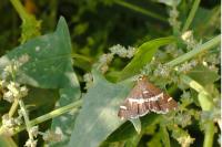 Spoladea recurvalis