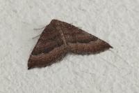 Larentia clavaria