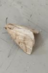 Aspitates ochrearia