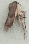 Agrotis trux