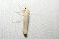 Eilema caniola
