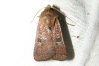 Xestia xanthographa