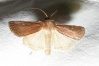 Xestia xanthographa
