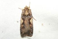 Xestia c-nigrum
