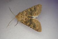 Polymixis argillaceago