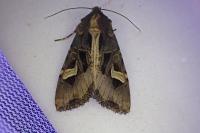 Trigonophora flammea
