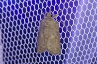 Nycteola columbana