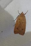Noctua pronuba