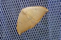 Watsonalla uncinula