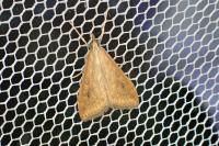 Udea ferrugalis