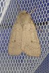 Xestia castanea