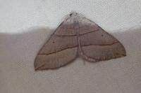 Scotopteryx luridata