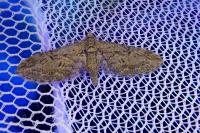 Eupithecia oxycedrata