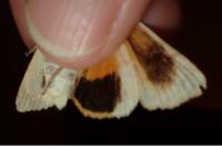 Noctua tirrenica
