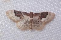 Idaea rusticata