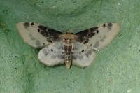 Idaea filicata