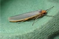 Manulea complana