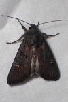 Aporophyla nigra