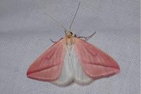 Rhodometra sacraria
