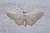Idaea seriata