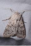 Aporophyla canescens