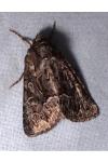 Thalpophila matura