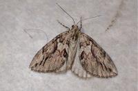 Thera cupressata