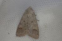 Ammoconia caecimacula