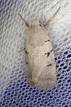 Eugnorisma glareosa