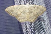 Scopula submutata roseonitens
