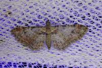 Gymnoscelis rufifasciata