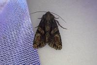 Dryobotodes tenebrosa