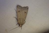 Agrotis trux