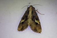 Trigonophora flammea