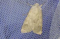 Ammoconia senex