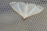 Palpita vitrealis