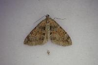 Thera obeliscata