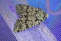 Griposia aprilina