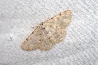 Charissa mucidaria
