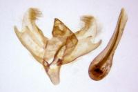 Charissa mucidaria
