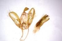 Eilema caniola