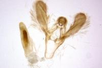 Ephestia woodiella