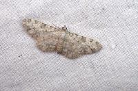 Eupithecia semigraphata