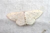 Scopula marginepunctata