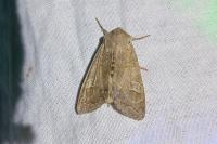 Ammoconia caecimacula
