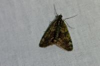 Chloroclysta siterata